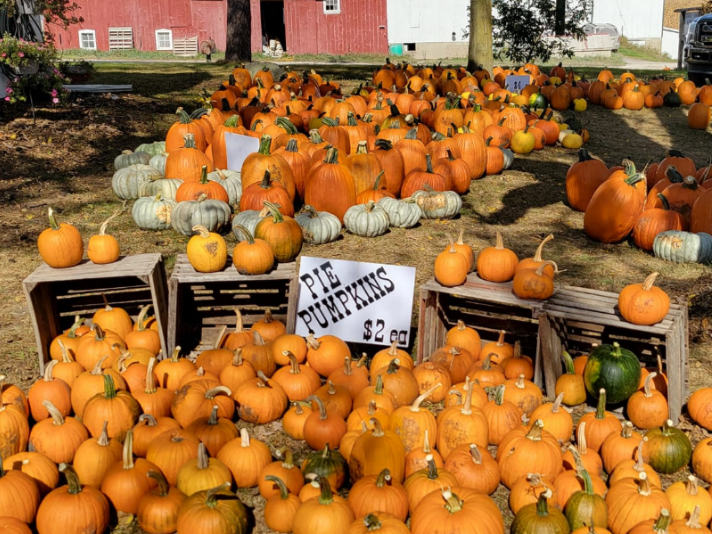 Local Fall and Halloween Activity Guide for 2025