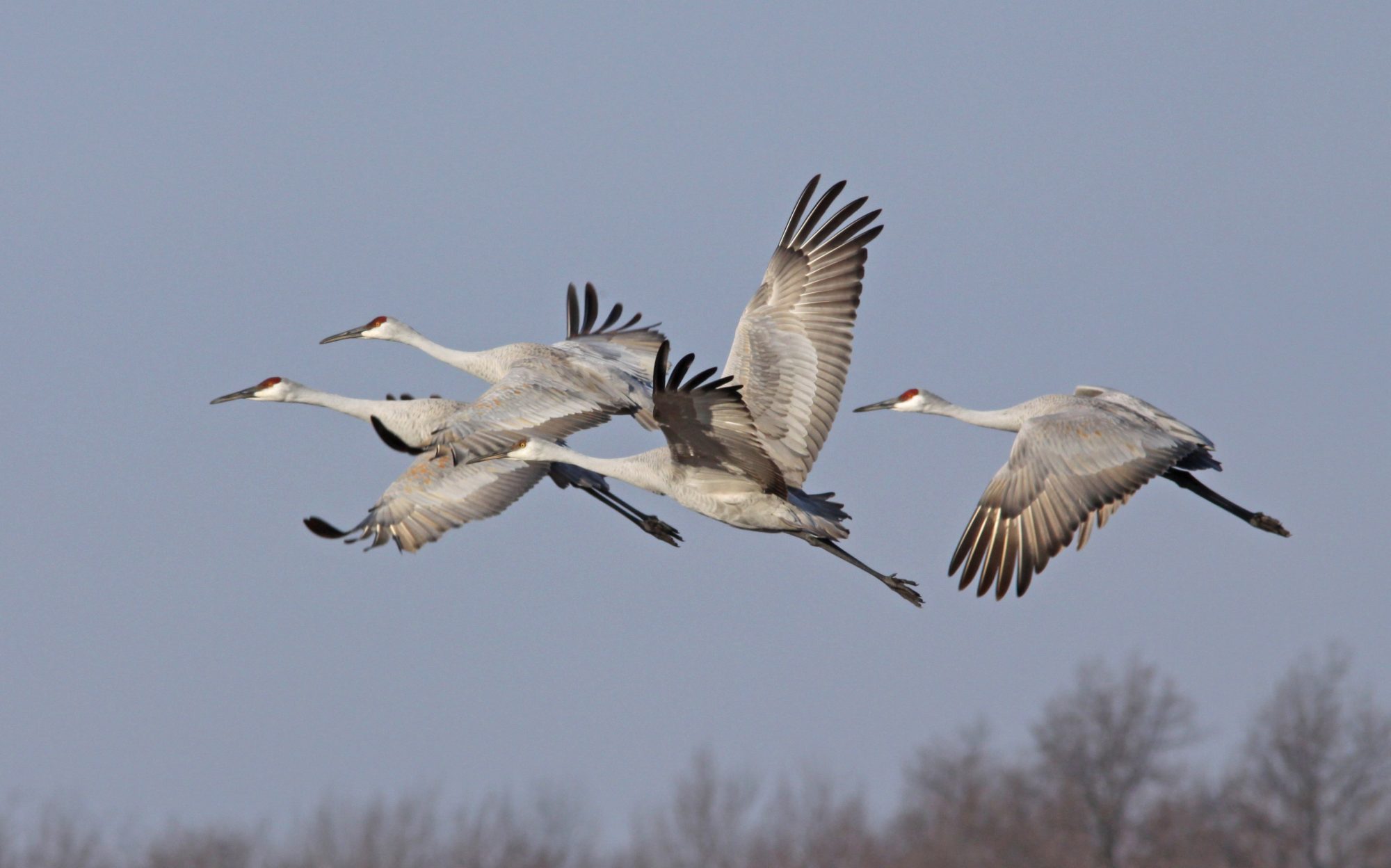 SANDHILL CRANE TOUR
