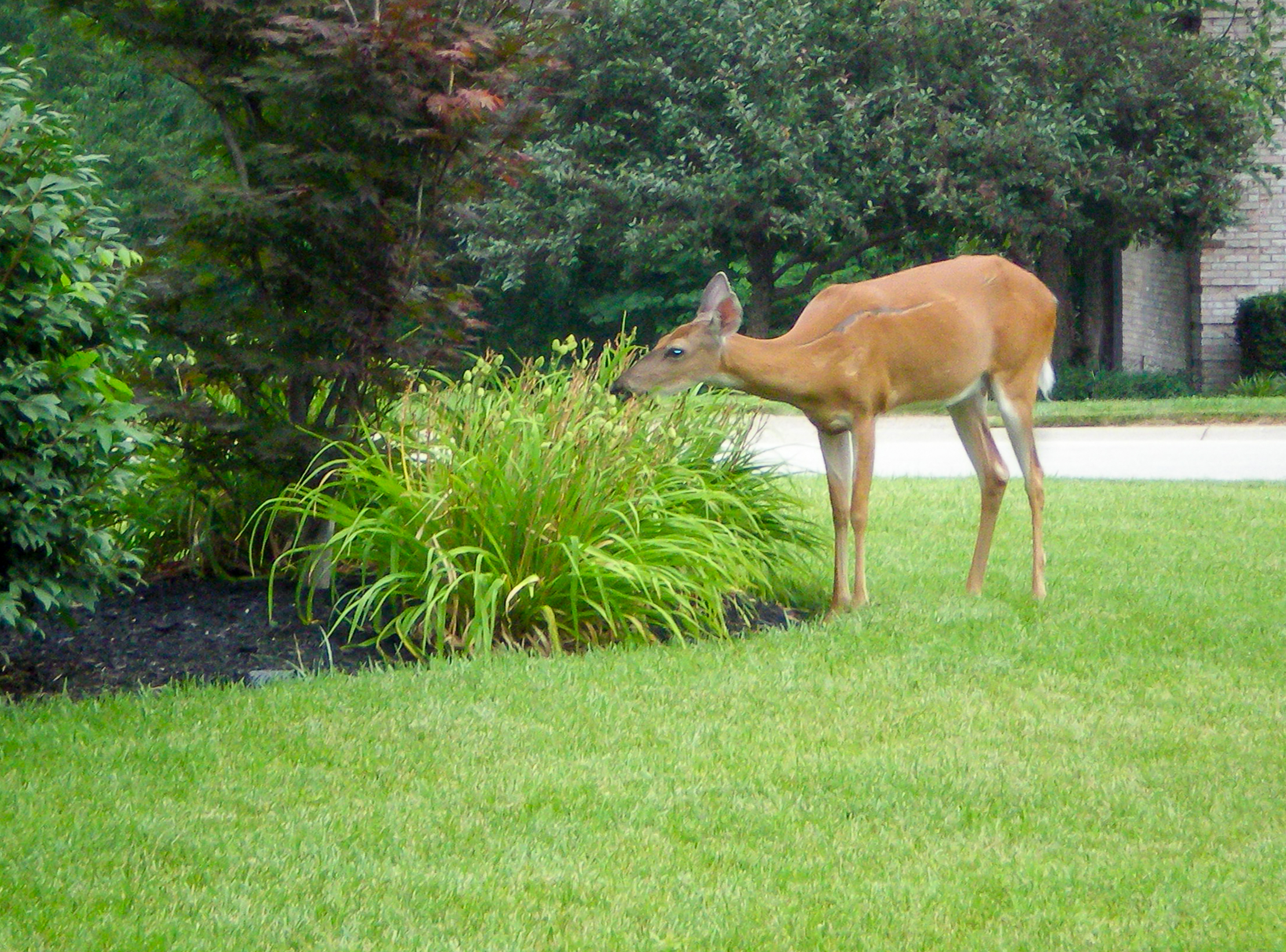 Chelsea Passes Deer Ordinance