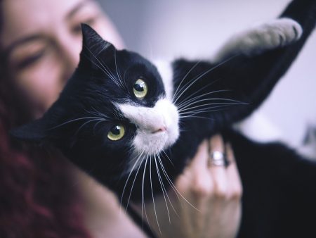What Owning a Cat Does to Your Brain (and Theirs)