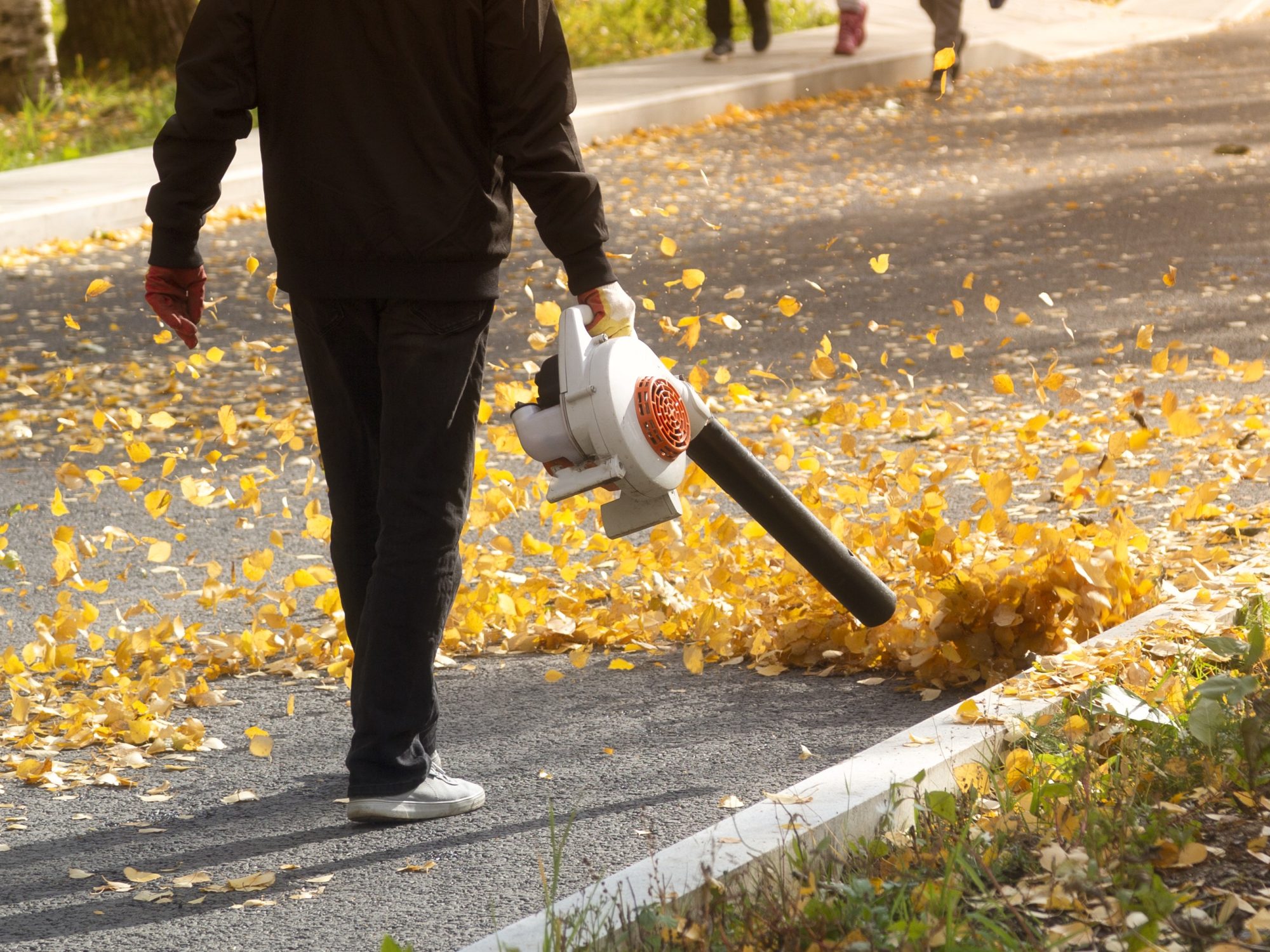 In Michigan, Who’s Responsible for Your Neighbor’s Leaves in Your Yard?