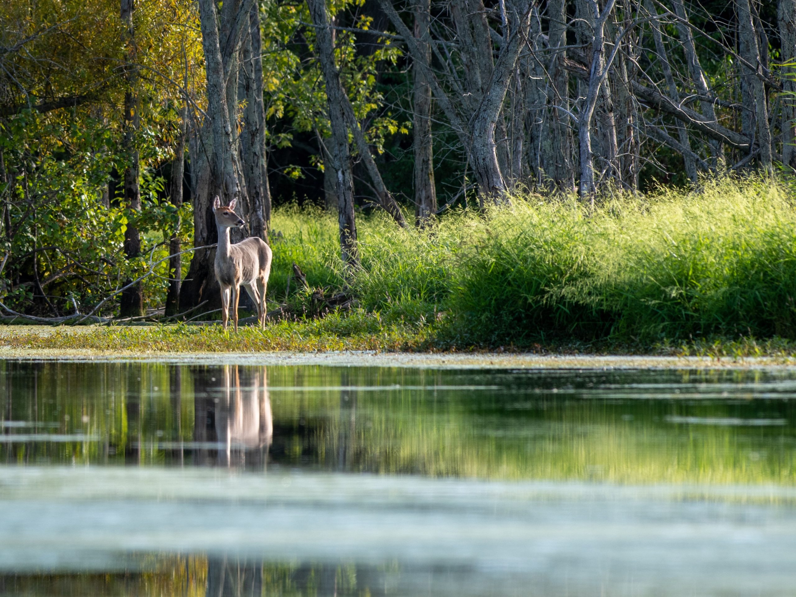 Recent Washtenaw Deer Deaths Likely Caused by EHD, Not CWD
