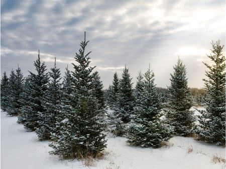 Michigan’s Evergreen Season Begins with the Scent of Fresh-Cut Pine