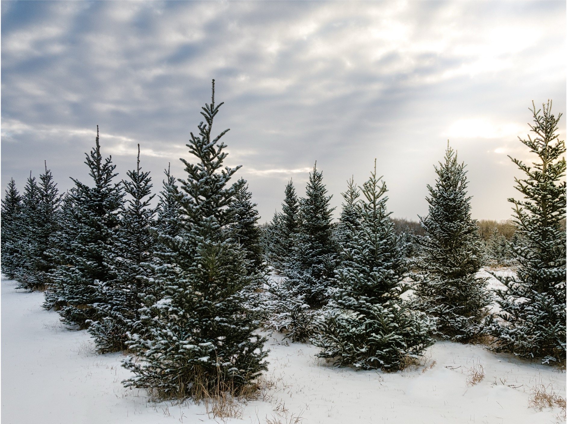 Michigan’s Evergreen Season Begins with the Scent of Fresh-Cut Pine