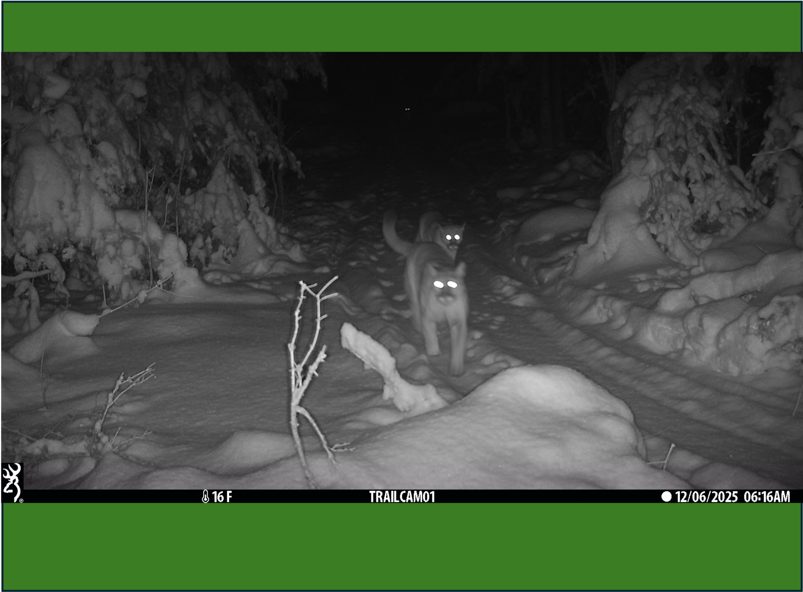 Update: Michigan’s Elusive Cougar Cubs Have Survived