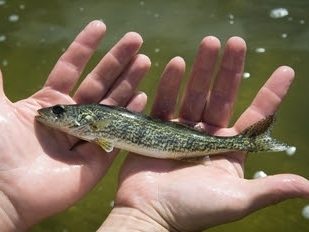 Millions of Fish Released in 2025, Including Thousands of Brown Trout in Dexter