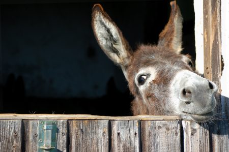 Life Back Then: Who Let the Donkeys Out?!