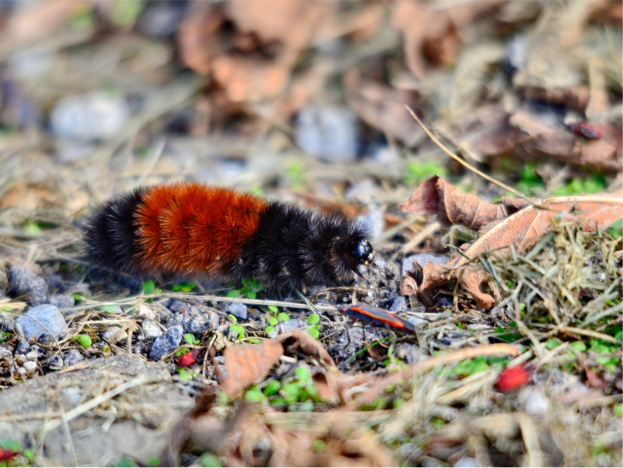 The Lazy Gardener: When Doing Nothing is the Best Care