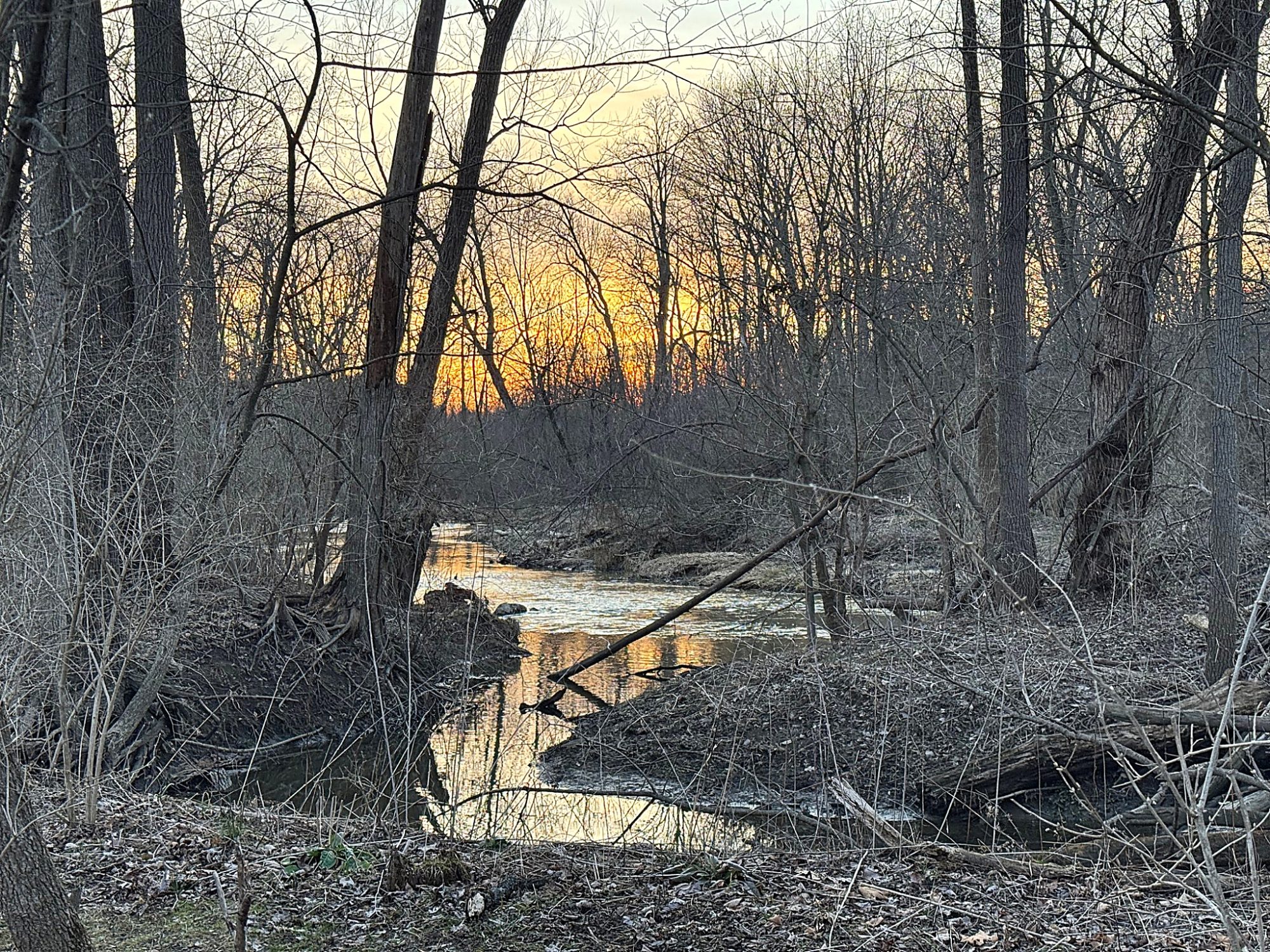 Spring Peepers Draw Visitors To Saline River Preserve