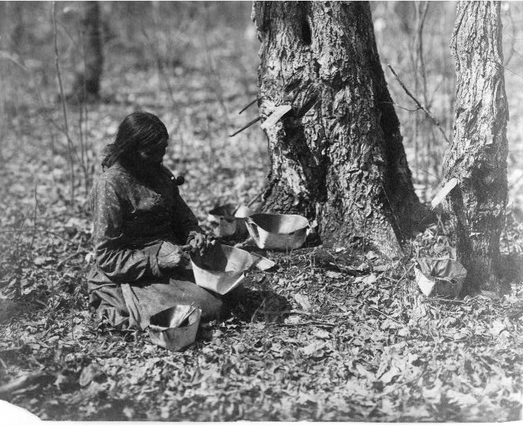 “Drawn from the Wood”: The Indigenous Roots of Michigan’s Maple Syrup Tradition