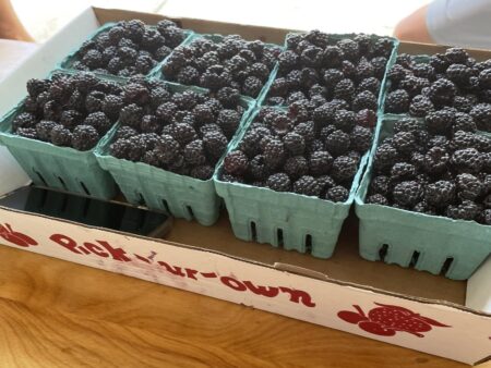 Berry Hill Farm Closes After Nearly 40 Years in Dexter