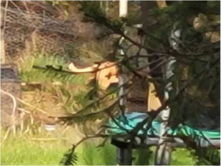Cougar or Big Domestic Cat Sighting Reported Near Dexter