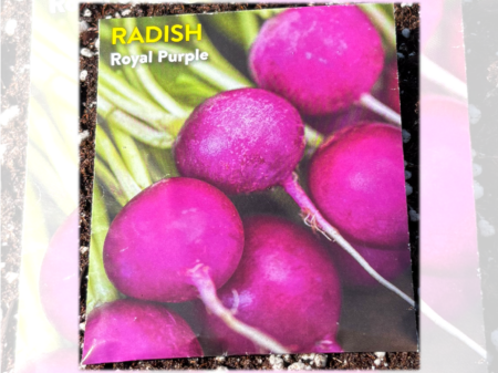 21 Days to a Homegrown Radish Rush with the Lazy Gardener
