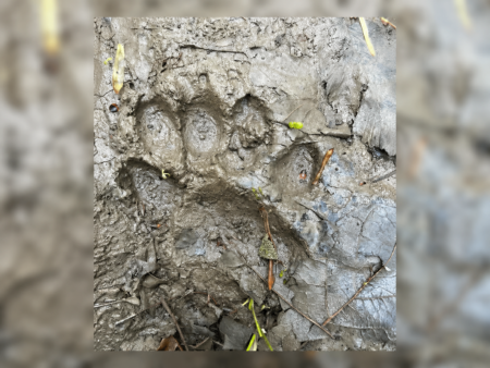 DNR: Ann Arbor Bear Report Unconfirmed, Track Likely Dog