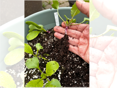 The Lazy Gardener: Cool Nights, Slow Radishes