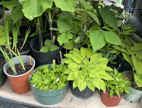 Chelsea Garden Club’s Spring Sale May 16