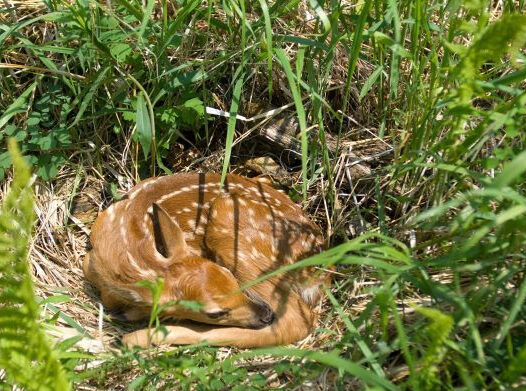 For Baby Wildlife, Alone Doesn’t Mean Abandoned