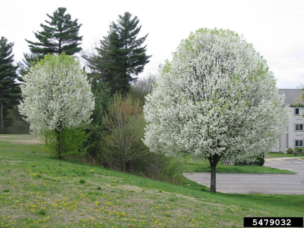 Michigan Restricts Bradford Pear, Other Invasive Plants