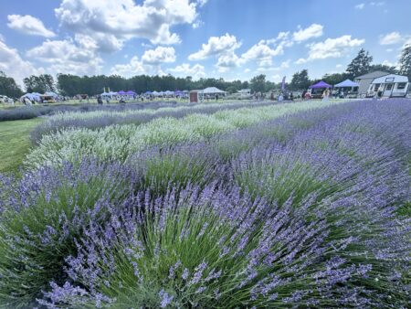 Lavender Harvest Festival Blooms in Milan