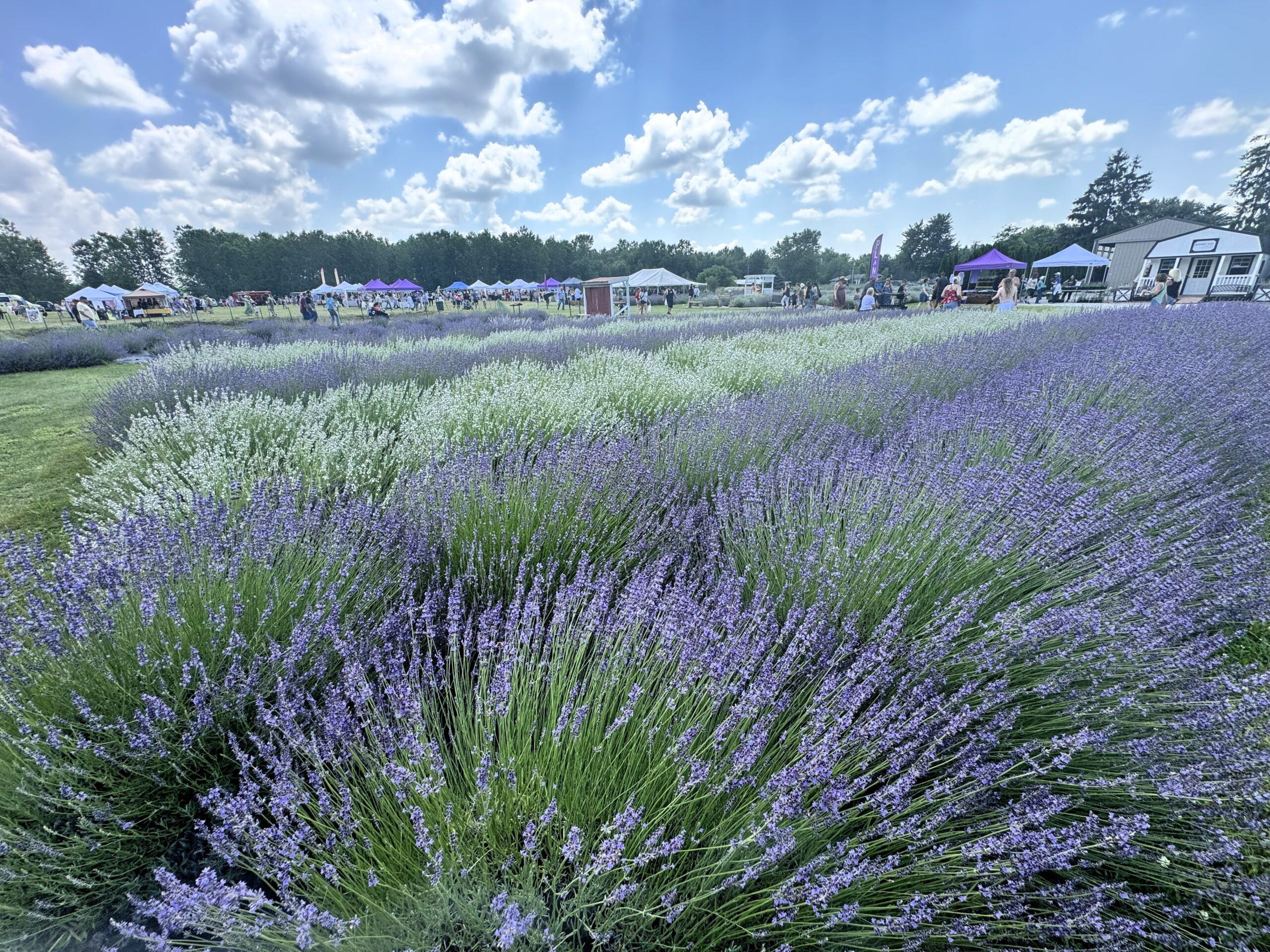 Lavender Harvest Festival Blooms in Milan