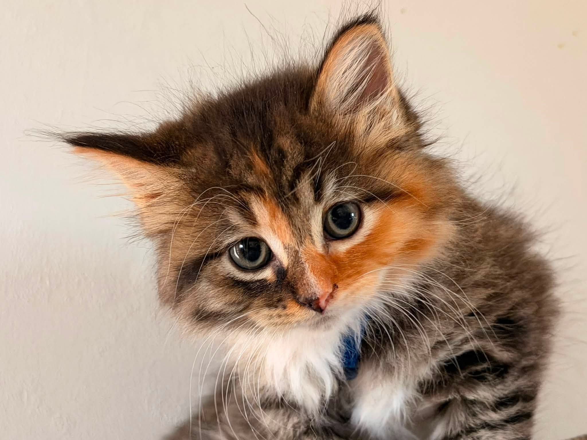 Humane Society Offers BOGO Kitten Adoption